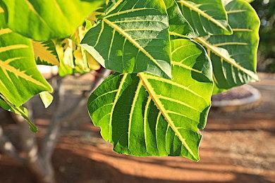 百思买商品列表提前泄露Switch版《毁灭战士合集》 